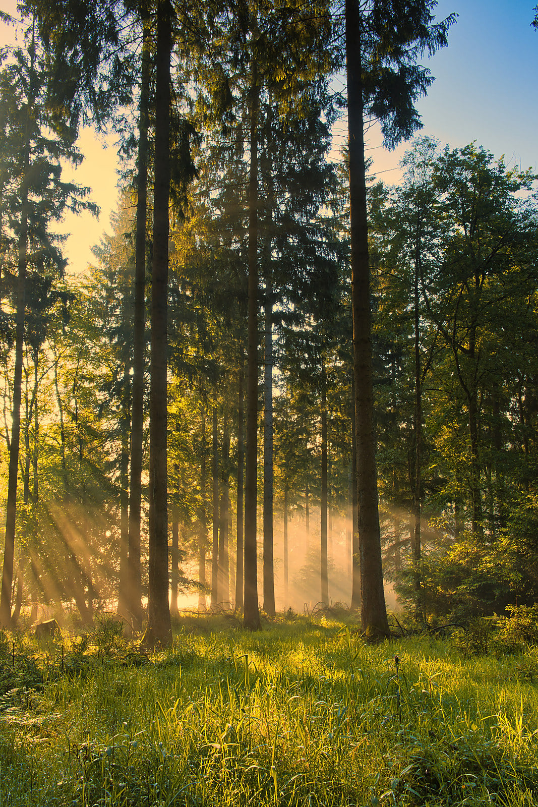 Sunlit forest canopy